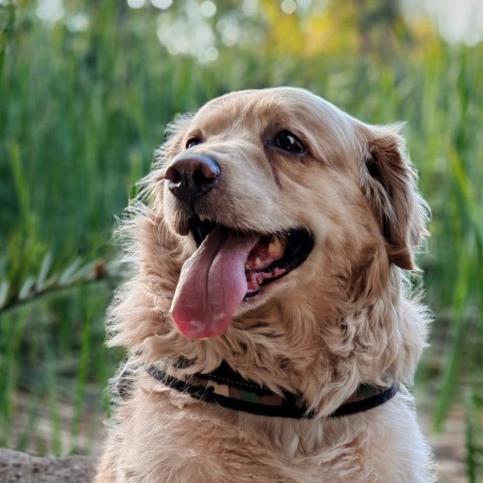 Retrato de Súper